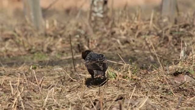 Скворец в поиске пищи смотреть онлайн