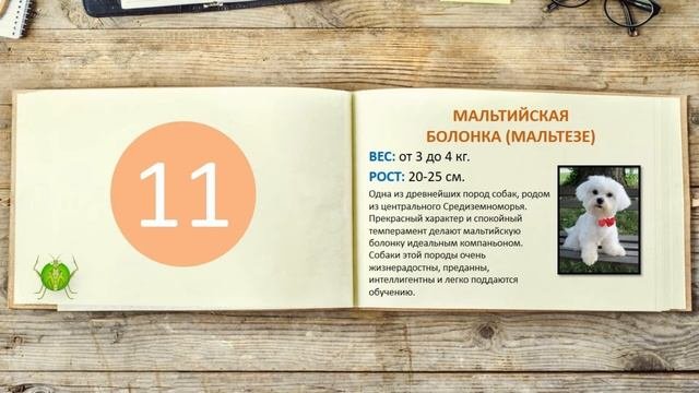 ТОП-20 Самых маленьких пород собак