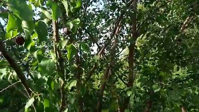 Черный абрикос сорт Шлор Циран смотреть онлайн