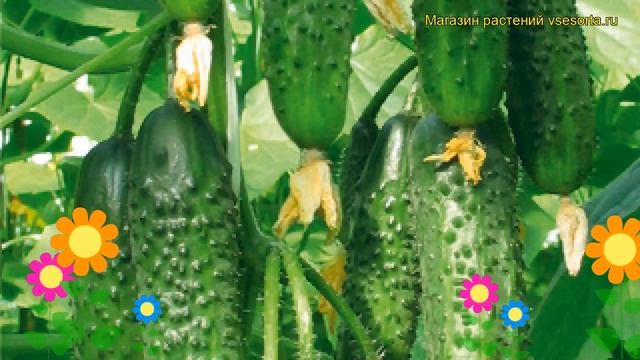 Огурец партенокарпический Хит сезона. Краткий обзор описание характеристик cucumis sativus