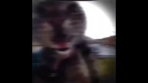 Кот мяукает в камеру но это фонк|1 час