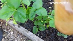 НАШАТЫРНЫЙ СПИРТ -СУПЕР СРЕДСТВО -для урожайности клубники  и от слизней .МУЛЬЧИРУЕМ после  полива