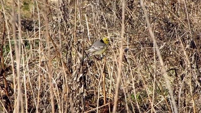 07 мая 2015 г., Песня желтоголовой трясогузки часть-1 смотреть онлайн