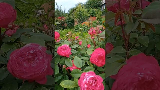 Розы в моем саду. 11.06.23 г.Бьенвенью, Бенджамин Бриттен, ... смотреть онлайн