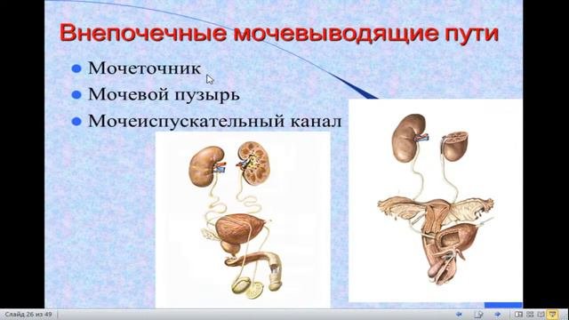 8:00-9:30 Анатомия мочевыделительной системы