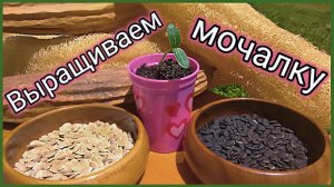 Выращиваем мочалку (люффу) #163