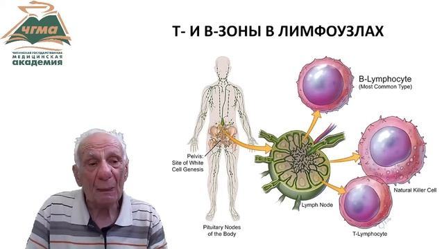 Вступительная лекция к общей иммунологии (БИК 16/1) смотреть онлайн