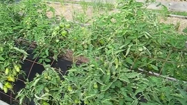 Мой маленький огород в июле 2018 г смотреть онлайн