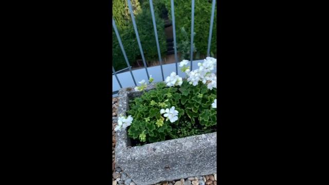 Horseshoe Geranium Pelargonium zonale - Lockdown Plant Life from PBS International