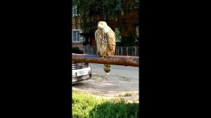 Сапсан _ 230817