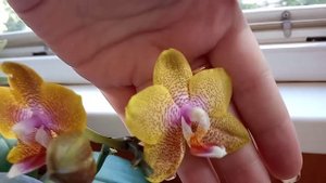 Фаленопсисы Salu"s Fragrancy и Sogo Lourens