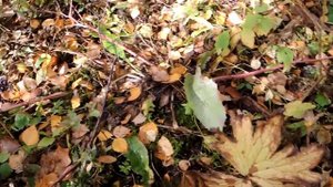 Марьин корень (первая часть)