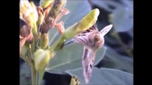 Хлопковая совка