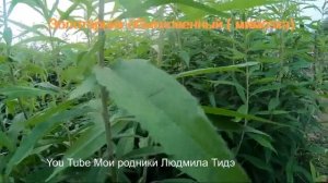 Как не спутать Иван - чай с сорняками