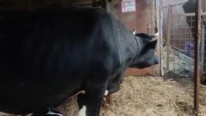 КОРОВА ПОСЛЕ Отела, профилактика послеродового порезаа.