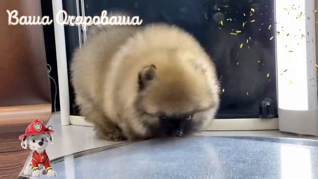 Шпиц Бонни