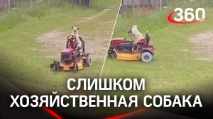 Собака-помогака: пес решил заняться газоном у себя на участке