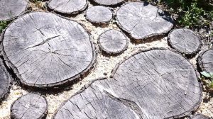 Садовая дорожка из спилов год спустя