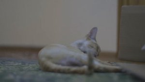 Автофокус-Тест-"Кот 1"-видеокамера Canon EOS C100