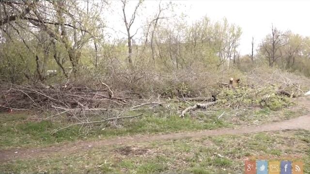Самостоятельная вырубка деревьев