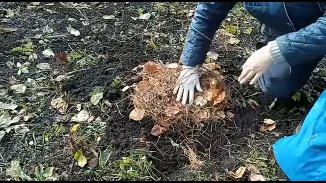 как прикопать саженец на зимнее хранение