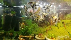 Подростки скалярии. 6 месяцев.