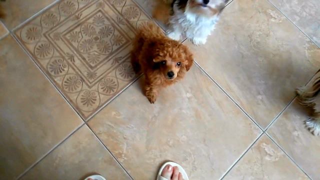 Пудели из Водевиля. Луиджи и Ламбертино. смотреть онлайн