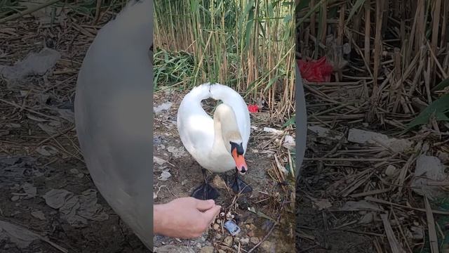 23 мая 2023 г. Лебедь требует угощения клюя меня и шипя .интересно явление . смотреть онлайн