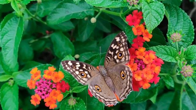Летающие цветы! смотреть онлайн