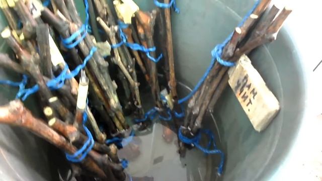 Проращивание на воде 2016 смотреть онлайн