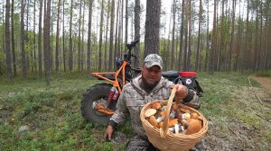 СКАЗКИ НЕ ТОЛЬКО В КНИЖКАХ, НО И В ЛЕСУ! НАШЕСТВИЕ КРАСНОГОЛОВИКОВ \ СБОР БЛАГОРОДНЫХ ГРИБОВ 2024!