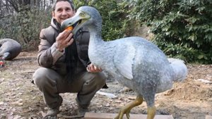 Dodo bird not extinct?