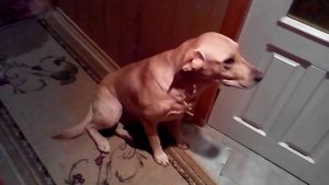 Один дома. Лабрадор. Home alone. Labrador.