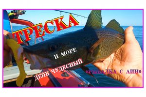 Треска клюет