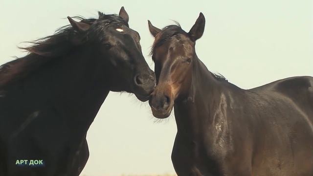 Валдайская возвышенность. Прикаспийская низменность. Калмыкия. Дельта Волги. Nature of Russia. смотреть онлайн
