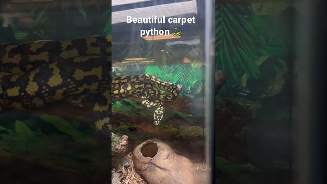 Went to simply pets to get my snakes some food yesterday and ran across this beauty #carpetpython 🔥