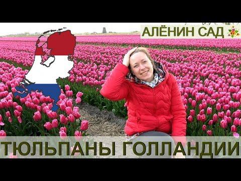 ГОЛЛАНДИЯ / Парк тюльпанов Кёкенхоф