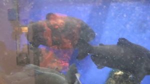 Пираньи (Чёрный Паку) - Ялтинский крокодиляриум.