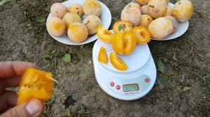 Слива Желтая Афаска