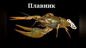 Чучело Речного Рака - Таксидермия Речной рак
