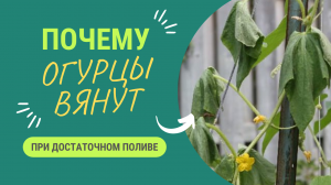 ПОЧЕМУ ВЯНУТ ОГУРЦЫ ПРИ ДОСТАТОЧНОМ ПОЛИВЕ?