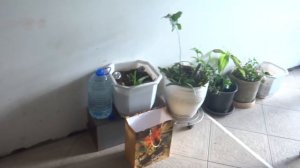 Электрические лифты V=1 м-с, грузоподъемность 320, 500 кг (2040)