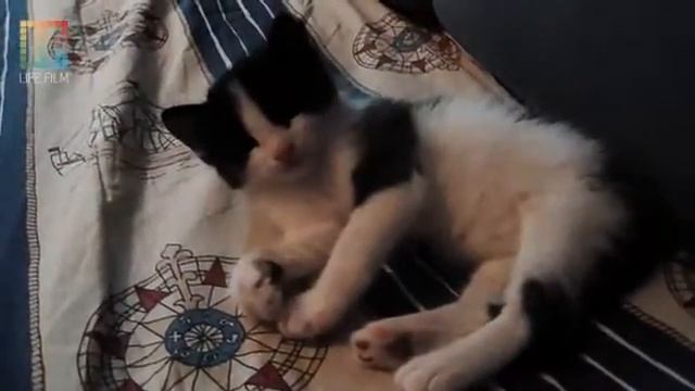 Котёнок Шурка(@LIFE2FILM) смотреть онлайн