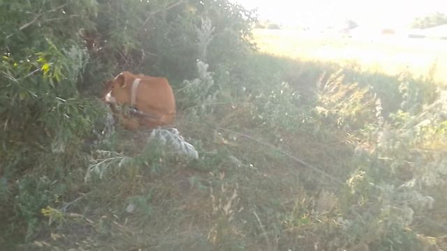 бабин галин телёнок смотреть онлайн