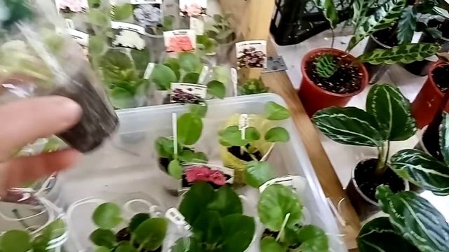 Выбираем цветы на выставке. смотреть онлайн