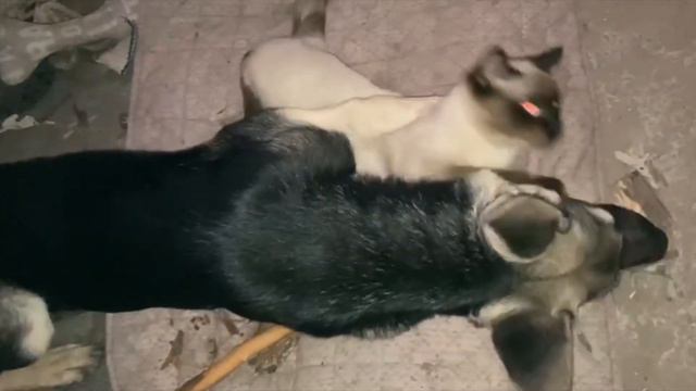 ОТГРЫЗАЕТ!!! ЩЕНОК ОТГРЫЗАЕТ ГОЛОВУ СИАМСКОМУ КОТЁНКУ!!! смотреть онлайн