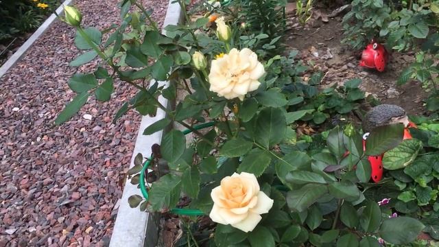 Роза в моем саду, очаровательная Пич Аваланж! смотреть онлайн