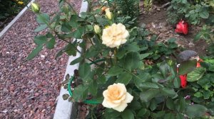 Роза в моем саду, очаровательная Пич Аваланж!