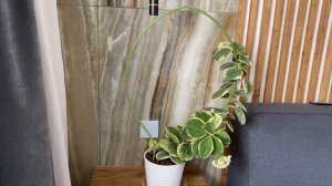 Hoya Pachyclada albo-мини обзор лианы которая имеет мощный ствол.