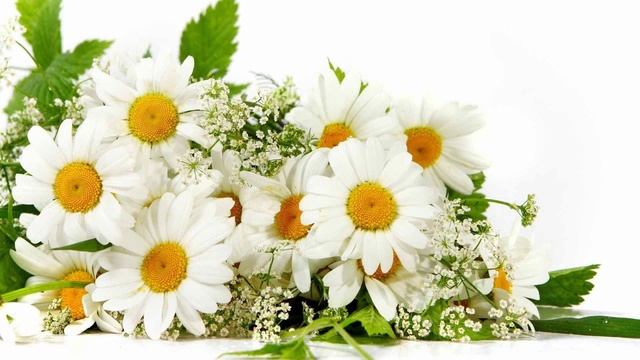 Букет ромашек (Стихи Вадима Петлёваного)